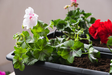 Planting spring flowers. Gardening Concept.