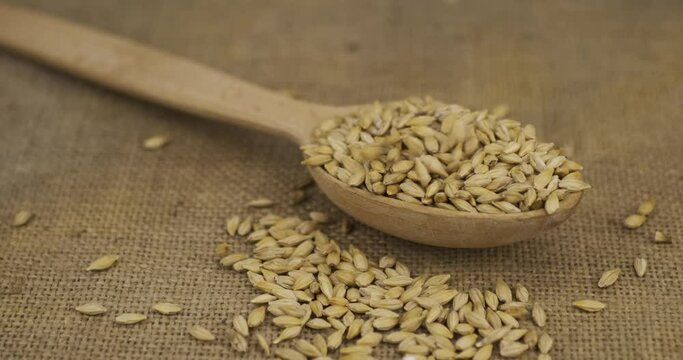 Grains of barley fall into a wooden spoon. Seeds fall out of a full spoon onto burlap. Food abundance concept