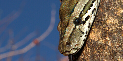 African Rock Python, Python natalensis, Chobe National Park, Botswana, Africa