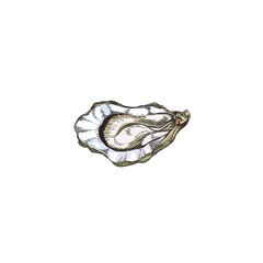 Oyster shellfish in hand drawn sketch style, vector illustration isolated on white background.