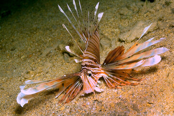 Naklejka na ściany i meble Lionfish, Coral Reef, Red Sea, Egypt, Africa