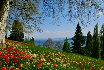 Park with trees and colorful tulips blooming in spring.