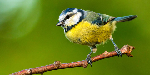 Fototapeta premium Blue Tit, Parus caeruleus, Mediterranean Forest, Castile Leon, Spain, Europe
