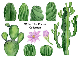 Cactus watercolor hand drawn elements collection. Botanical texas clipart set.