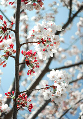 cherry tree blossom in spring