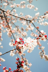 cherry tree blossom in spring