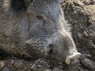 swine fever wild boar in Genoa town Bisagno river urban wildlife