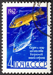 USSR - CIRCA 1962: A stamp printed in Russia shows carp and bream, series Fish preservation in USSR., circa 1962