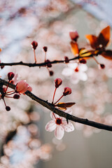 cherry tree blossom in spring
