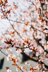 cherry tree blossom in spring