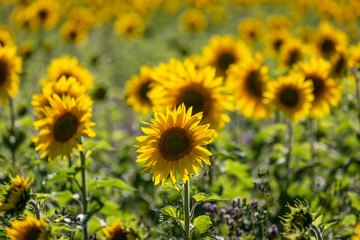 A field of sunflowers in Sussex, with a shallow depth of field