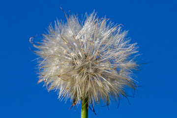 A close up of a dandelion seedhead against a blue sky