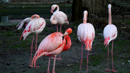 Fototapeta na wymiar Flamingos that are filmed at the zoo