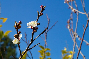 Beautiful and colorful apricot flower in full bloom