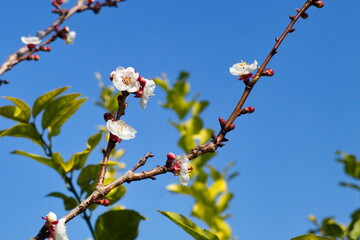 Beautiful and colorful apricot flower in full bloom