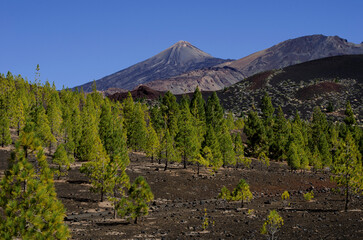 El Teide y pino, Viladlor