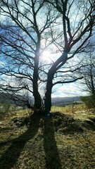 F&ocirc;ret automnale au sommet de Vosges.