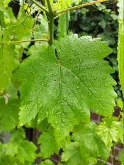 Natur nach dem Regen. Regentropfen strömen aus den Blättern. Tröpfchen leuchten im Sonnenlicht. Frische grüne Weinblätter im Hochsommer. Nahaufnahmen. Himbeeren sind rote Beeren. Tautropfen, schön.