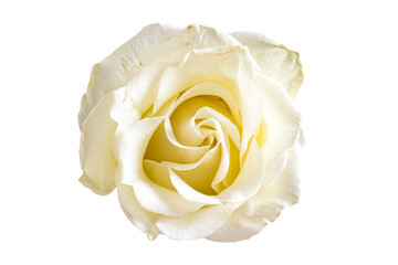 chic white rose close-up on a white background