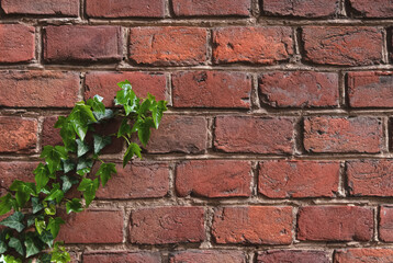 Beautiful background of old bricks and ivy twigs