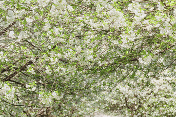 Orchard in spring. Lots of blossoming cherries