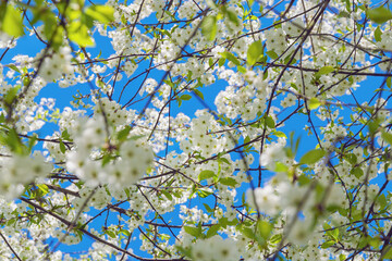 Cherry blossom on a background of blue sky