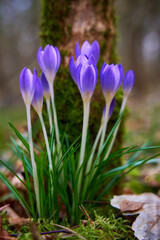 Fototapeta premium krokus