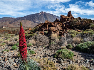 Tajinaste rojo en el volcán Teide
