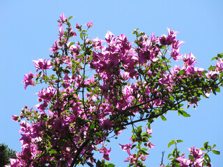 Pink lowers and leaves of a branch under the sun and behind the sky.