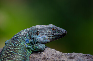 Lagarto tizón