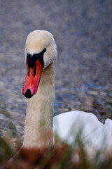 swans