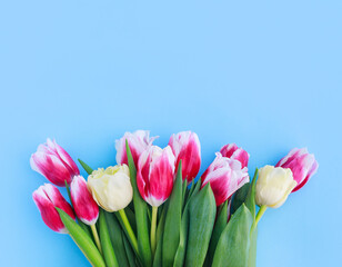 colorful tulips on a blue background with space for text