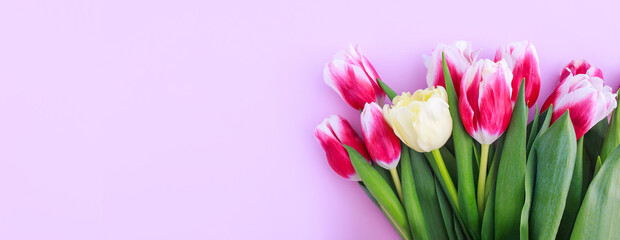 colorful tulips on a pink background with space for text	
