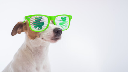 Portrait of a dog jack russell terrier in funny glasses on a white background. Saint patricks day...