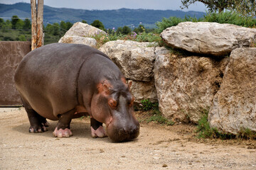 Hippopotame dans un zoo en france