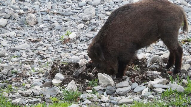 swine fever wild boar in Genoa town Bisagno river Italy urban wildlife looking for food in garbage