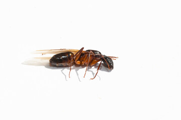 giant ant on white background