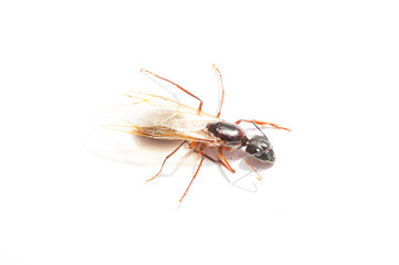 giant ant on white background