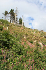 puy-de-dôme - massif central - auvergne - france