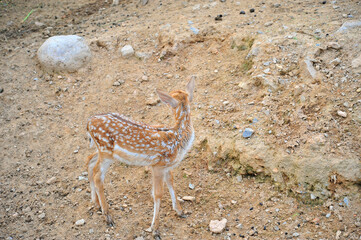 Sika deer standing on the ground