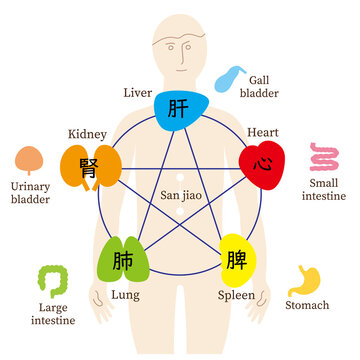五行と五臓六腑、人のからだ、英語