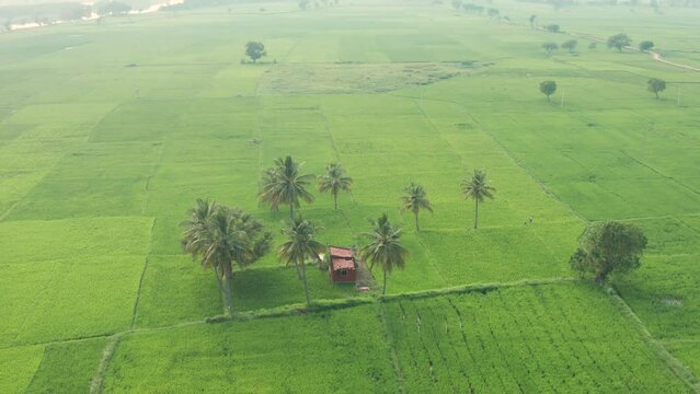 Rice field aerial landscape. Drone view of growing rice plantation. Agricultural and grain industry. Farming and agriculture. Karnataka India