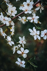 cherry blossom on a branch