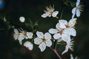 cherry blossom on a branch