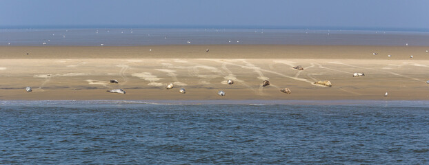 Seehunde liegen auf einer Sandbank in der Sonne