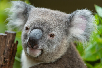 koala in a tree © KeisukeOta