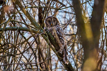 (Strix nebulosa) or bearded squirrel lives in dense coniferous forests, from Sweden, Finland and Poland to eastern Siberia.