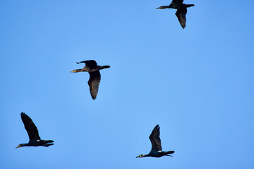 cormorants in flight against a blue sky