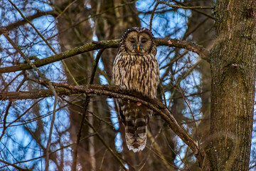 (Strix nebulosa) or bearded squirrel lives in dense coniferous forests, from Sweden, Finland and Poland to eastern Siberia.