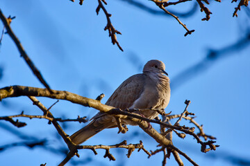 close up with a ringdove on the branches of a tree